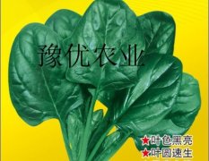 河南金水皇家黑强菠菜：中州大杨建涛