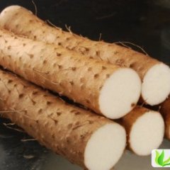 河南沈丘九斤黄山药：苏楼村郭亚磊