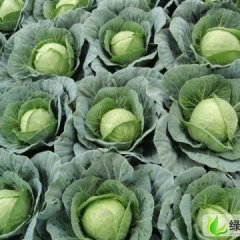 河北定州绿甘蓝：定深路赵保强