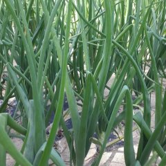 甘肃红皮洋葱：新城镇王小刚