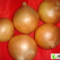甘肃肃州黄皮洋葱：银达镇秦