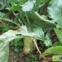 辽宁凌海日本光头芥菜：建业乡郑永旗