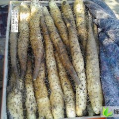 山东青州白玉山药：何官镇孙艺晨