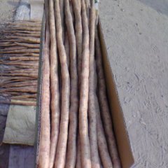 河北安平小白嘴白山药：崔各庄曹先生