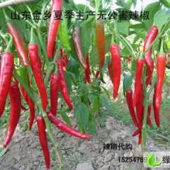 山东金乡金塔：马庙刘经理