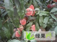 河北遵化晚绿花九：党峪金奎