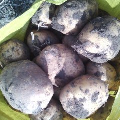 吉林公主岭延薯四号：怀德顾先生