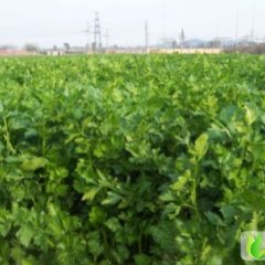 山东平度马家沟芹菜：郊区刘浩