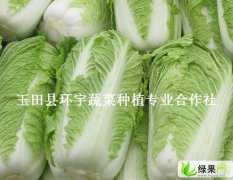 广东罗湖韩国黄心白菜：布吉詹海梅