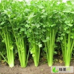 陕西美国西芹：阎良区宋先生