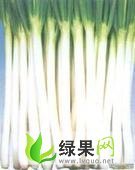 山东青州长白大葱：东夏镇孙国梁