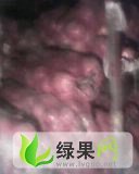 山东惠民红皮洋葱：淄角镇郑风翠