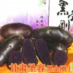 甘肃城关黑金刚商品薯：张掖路刘小玲