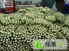 宁夏西吉美国西芹：万崖村司继龙