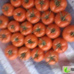 山东莘县以色列西红柿：河店镇杨清歌