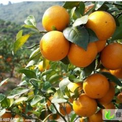 湖北公安南丰蜜桔：章庄镇熊昌军