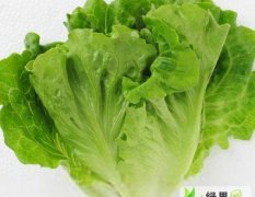 广东天河散叶生菜：东圃小小