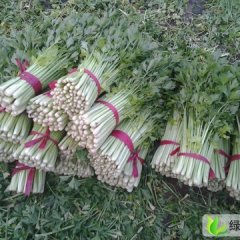 陕西加州王（文图拉）：阎良区焦朋飞