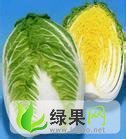 河北蔚县韩国黄心白菜：草沟堡鲁贵林
