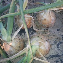 甘肃玉门黄皮洋葱：柳河乡高先生