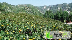 广西雁山温州密柑：雁山镇桂林小刘