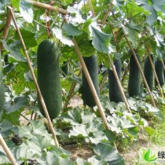 河南郸城黑皮吊瓜：钱店乡胡菲