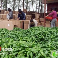 河南夏邑羊角椒：韩守阳