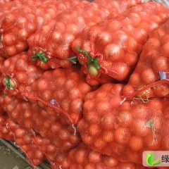 山东昌邑黄皮洋葱：翰林大张