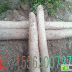 山东曹县九斤黄山药：仵楼乡赵颜