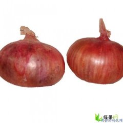山东单县圆葱（卡木一）洋葱质量好 上货快