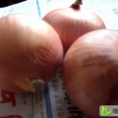 河南宁陵红皮洋葱：逻岗镇黄志新