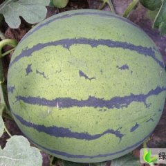 盈春西瓜种子：宋天河