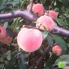 河北遵化33号桃：党峪金奎