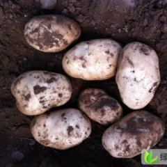 最新河北围场克新一号行情信息