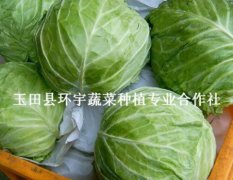 希望甘蓝 河北省唐山市玉田县优质圆白菜 卷心菜