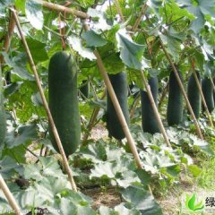 河南郸城铁冠军冬瓜：钱店乡胡菲