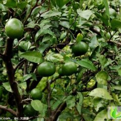 湖南石门早熟蜜柑：新关镇熊辉平