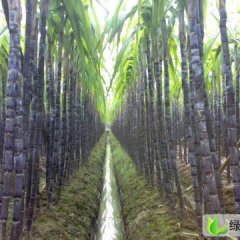 广东番禺大灰种：榄核镇何锦强