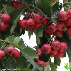 山东费县大金星：薛庄镇高占峰