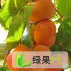 山西绛县优质柿子供应