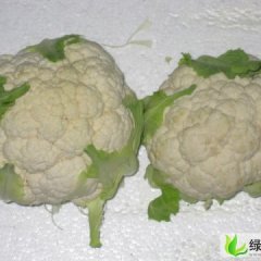 江苏东台白马王子：三仓镇周晓波