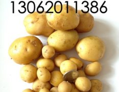 精品小土豆-四良农贸