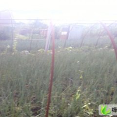 黑龙江阿城本地小火葱：海沟村沙先生