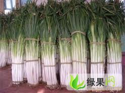 黑龙江北林铁杆大葱：红旗乡王洪旺