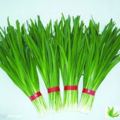 河南滑县平韭6号韭菜：滑县王振岗