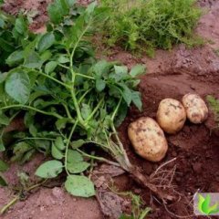 河北围场荷兰十五：三区陈先生