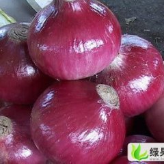 河南通许紫皮洋葱：十字路张经理