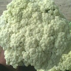 江苏沛县白面青梗松花菜：河口镇王庆元