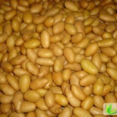 内蒙古武川克新一号：内蒙古蔺奋军