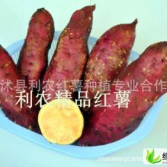 山东临沭苏薯8号：青云镇王艳帅